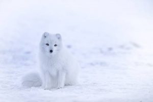 what do arctic foxes eat