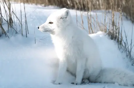 how do arctic fox protect themselves?