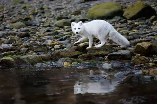 how long do arctic foxes live