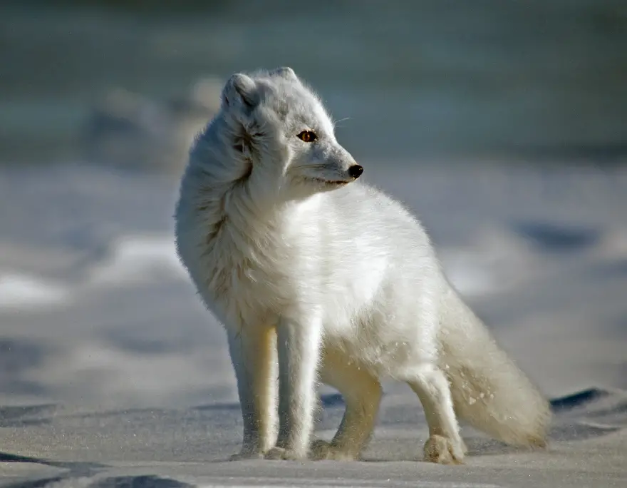 where do arctic foxes live