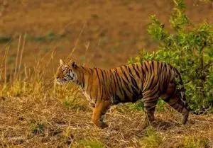how long do bengal tigers live
