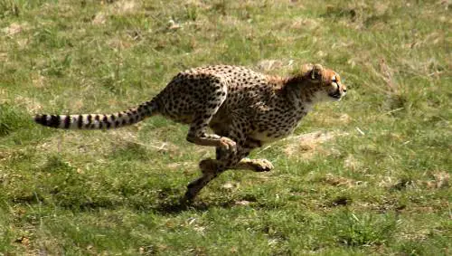 how fast does a cheetah run