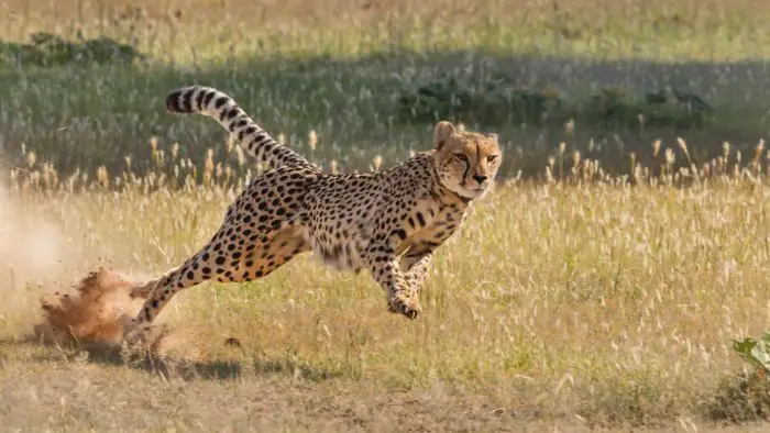 how fast can a cheetah run