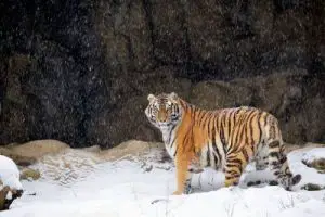 how long do siberian tigers live