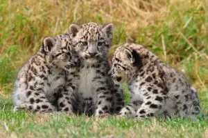 what do snow leopards look like