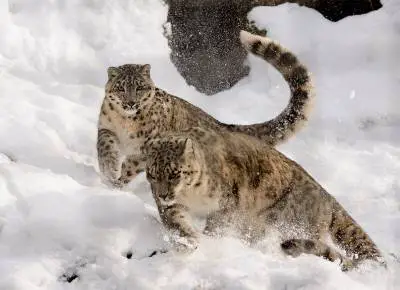 how far can a snow leopard jump