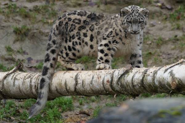 why do snow leopards have long tails