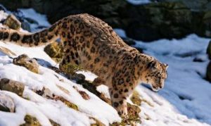 how much does a snow leopard weigh