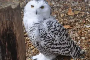 snowy owl appearance