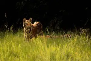 do tigers live in africa
