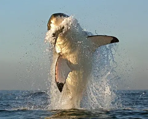 how do great white sharks hunt