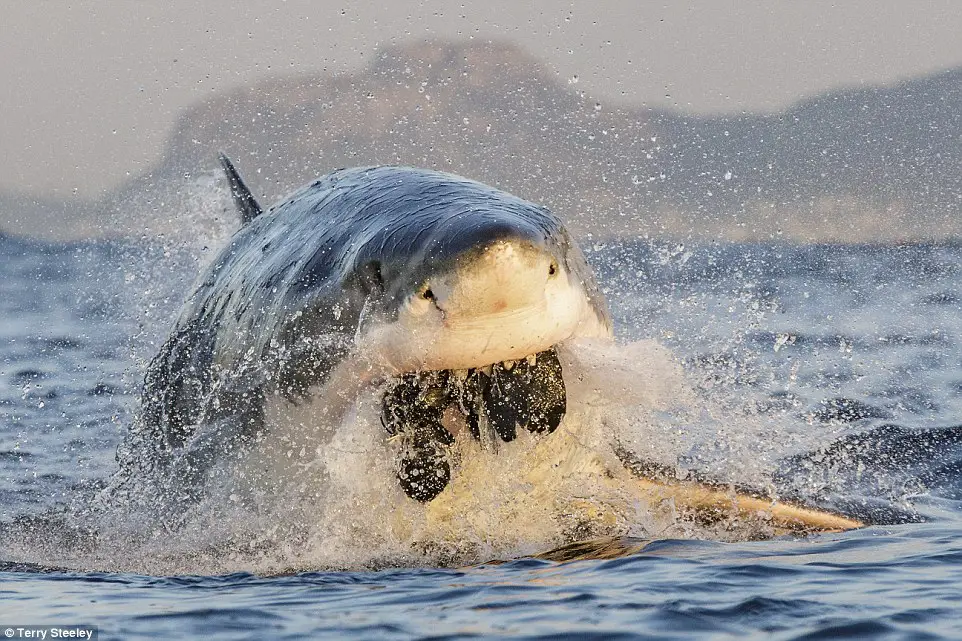 how often do great white sharks eat 