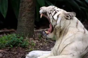 where do white tigers come from