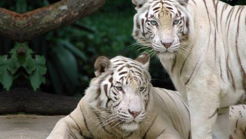 how long do white tigers live