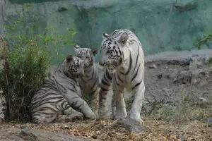 how long do white tigers live 