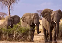 What Do African Elephants Eat? - Complete Guide to African Elephant Diet