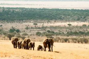 african bush elephant habitat