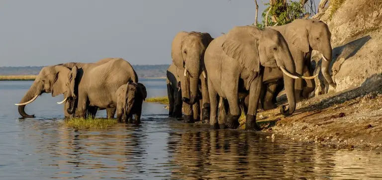 Where Do African Elephants Live? - African Elephant Range & Habitat