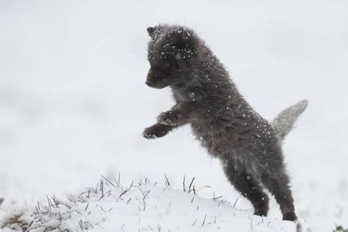 do arctic foxes hibernate