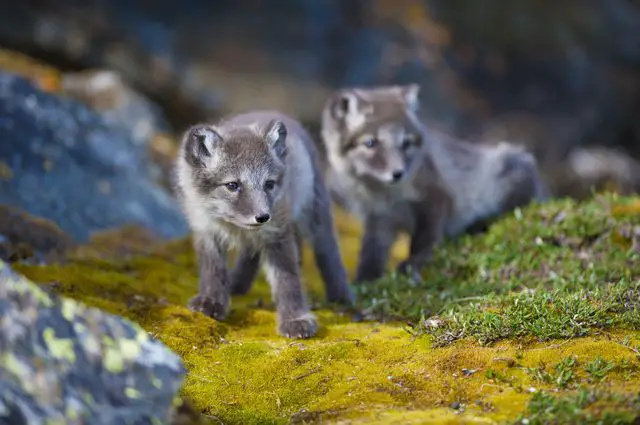 what do arctic foxes look like