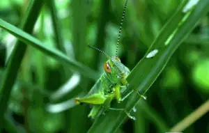 what do grasshoppers eat 