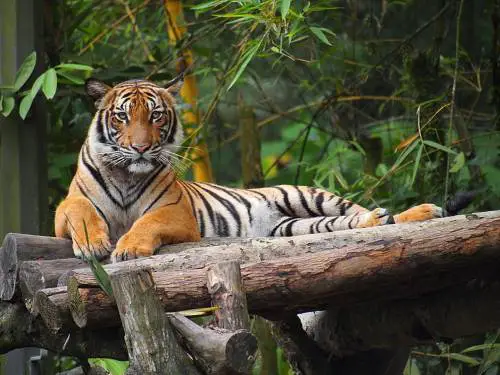 what do malayan tigers eat