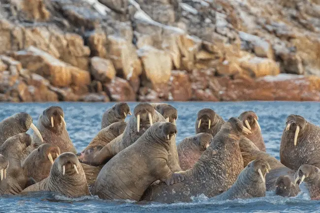 what eats walruses-- walrus predators