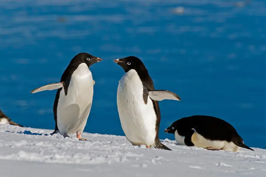 what do adelie penguins eat