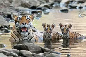 how many cubs do bengal tigers have