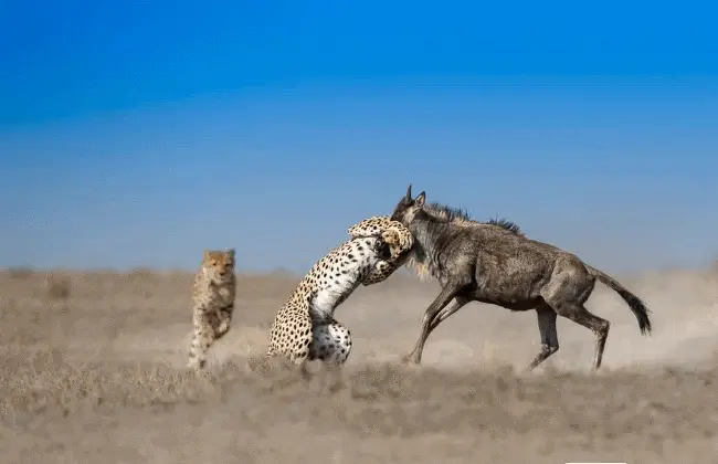 what do cheetahs eat and drink 
