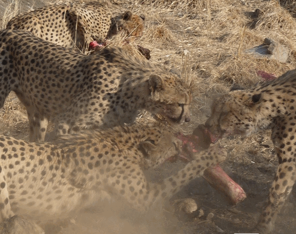 what do cheetahs eat 
