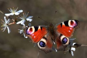 how long do butterflies live in captivity