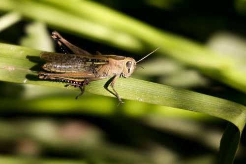 how long do grasshoppers live
