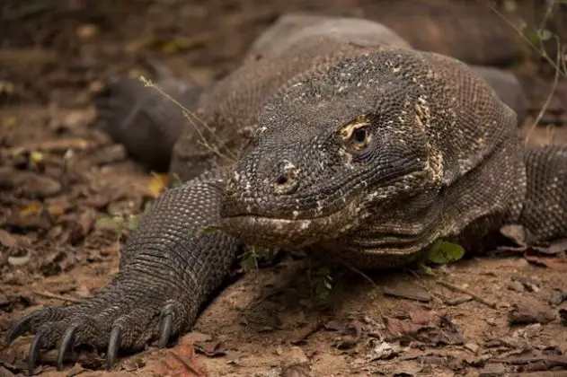 What Do Komodo Dragons Eat? - Komodo Dragon Diet • Animals Answers