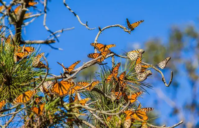 how long do monarch butterflies live
