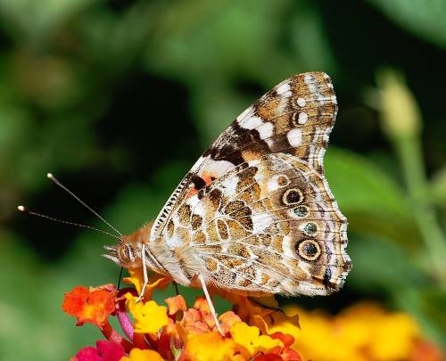 how long do butterflies live