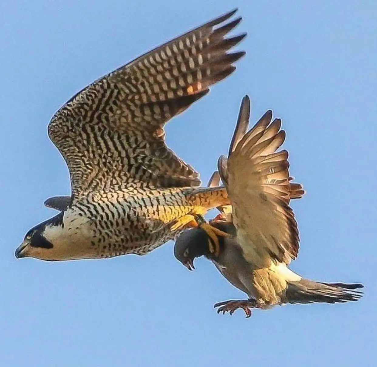 how do peregrine falcons catch their prey. 