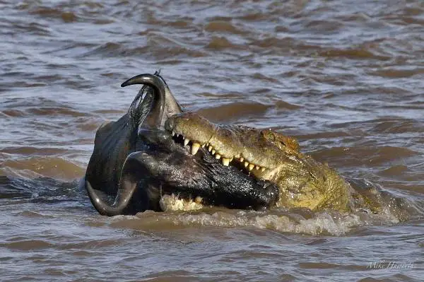 what do saltwater crocodiles eat 