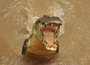 what do saltwater crocodiles eat