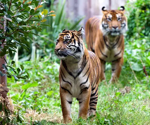 sumatran tiger eating