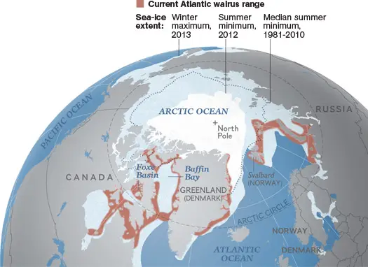 where do walruses live