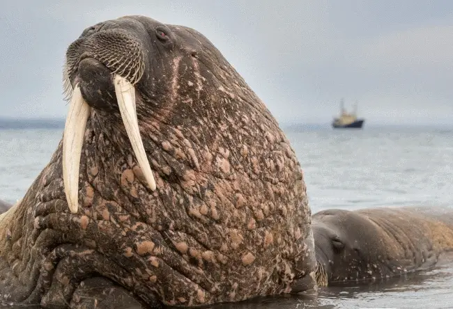 why do walruses have tusks