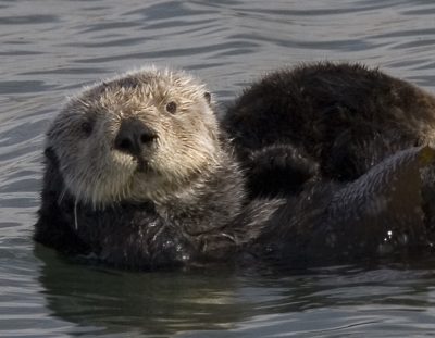 what do sea otters eat