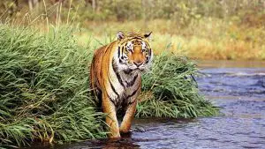 do bengal tigers live in the rainforest