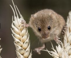 Are mice nocturnal
