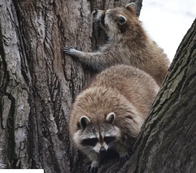 Can raccoons climb trees or fences - picture