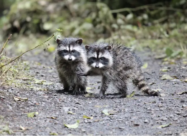 Raccoon out during the day