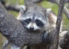 Are raccoons nocturnal