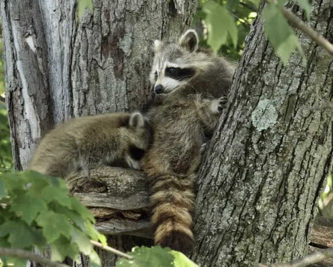 Where do raccoons live - raccoon habitat