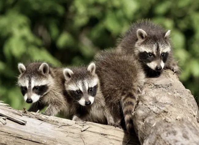 Where do raccoons live - raccoon habitat